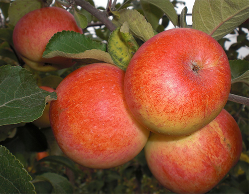 Сорт яблок Солнышко в Кромские сады Орловской области